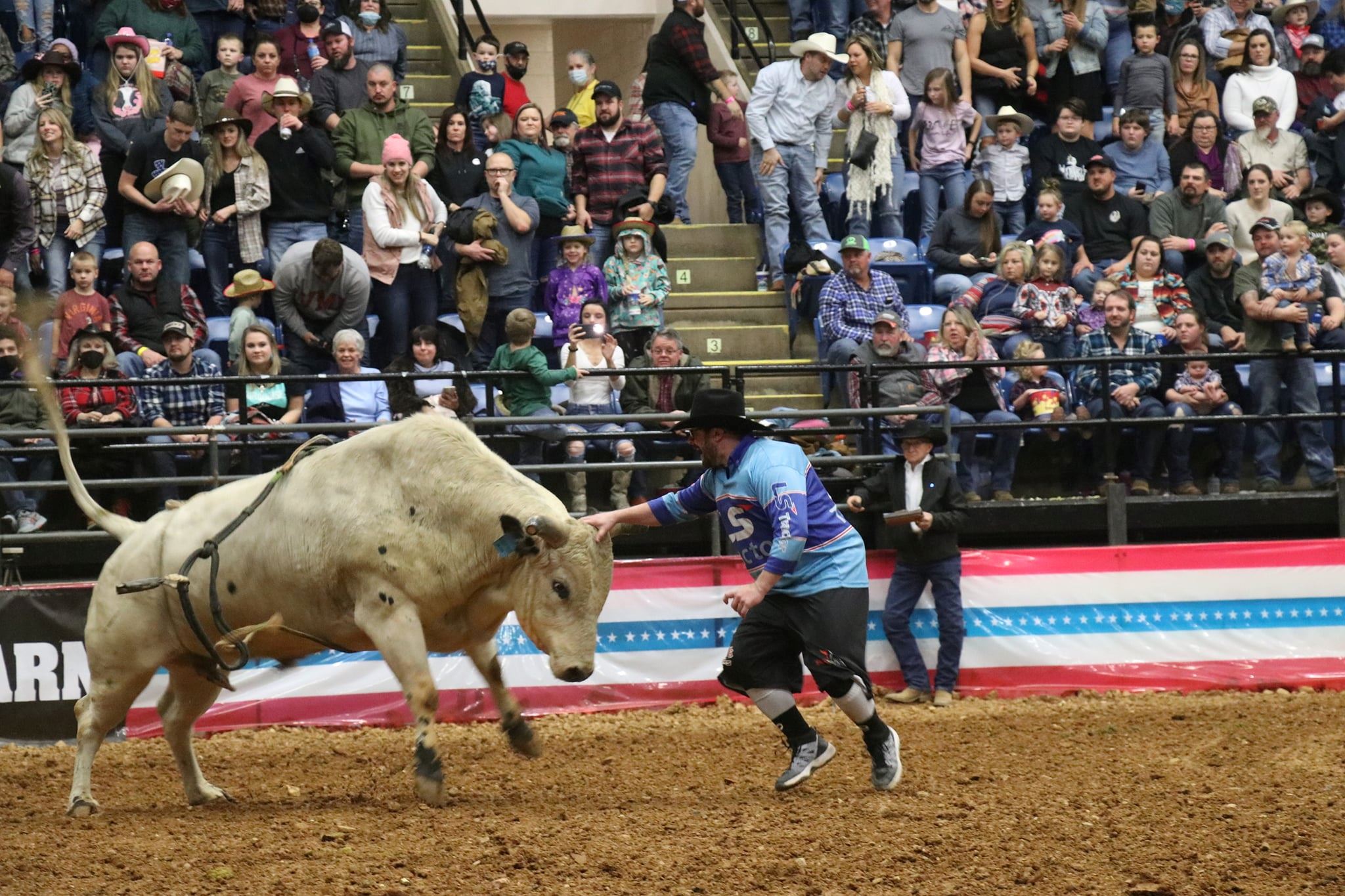 Rodeo Bull and Clown